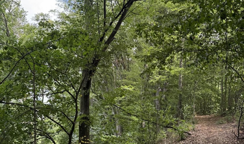 Prodej lesa 7 118 m², Nýřany – náhled fotky 2
