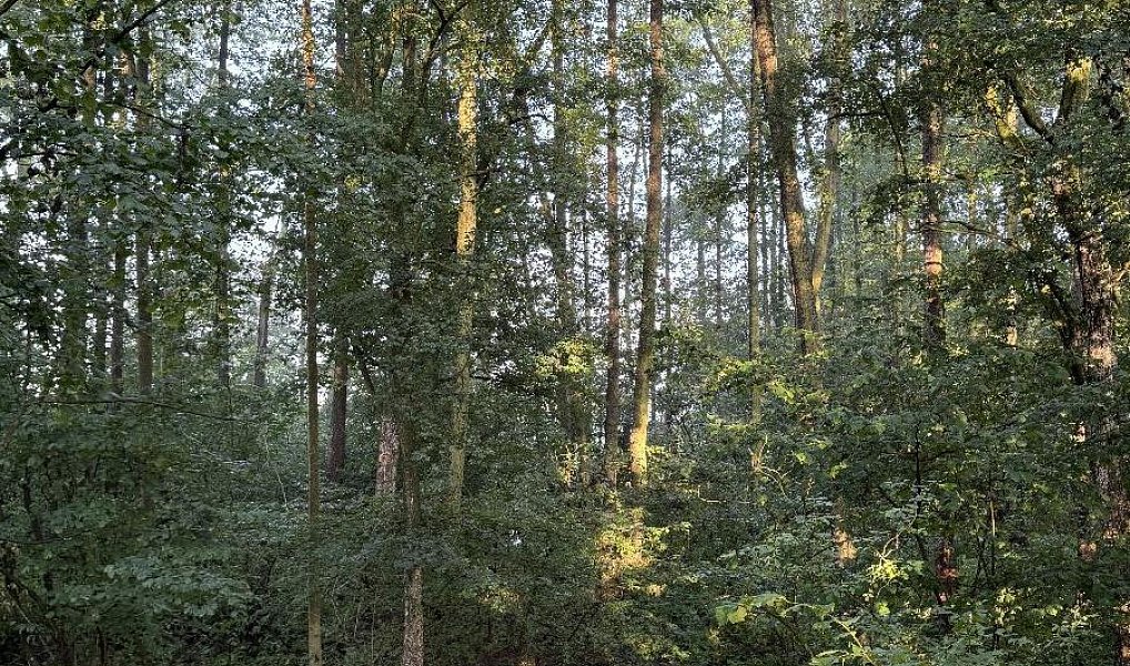 Prodej pozemku 2 784 m², Vršovka – náhled fotky 6