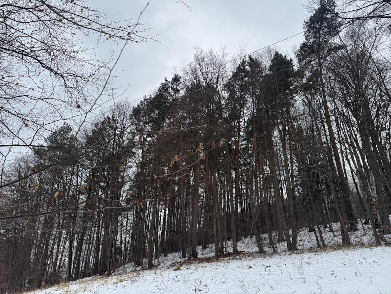 Prodej lesa 11 275 m² — photo 4
