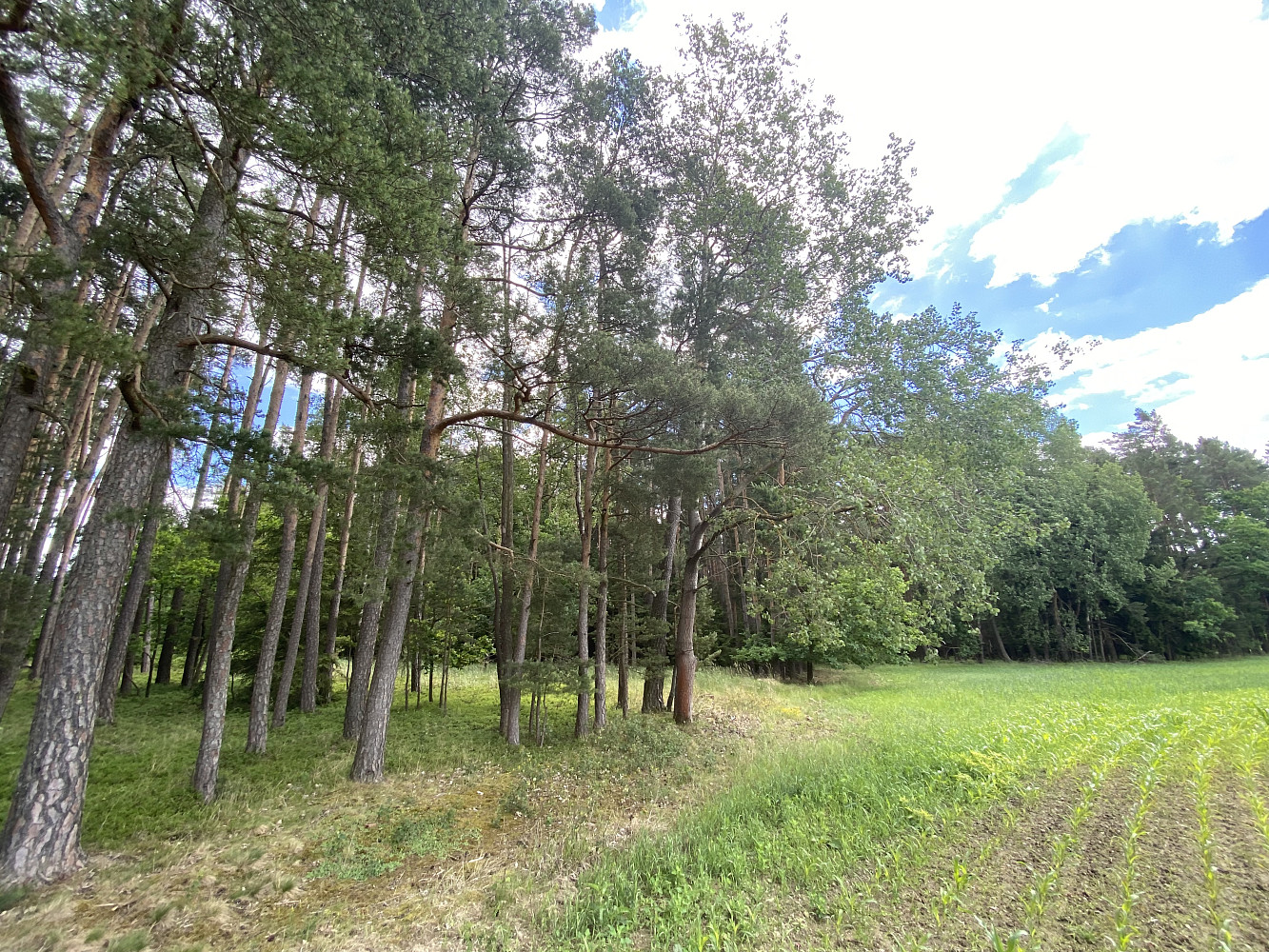 Prodej lesa 1 004 m²