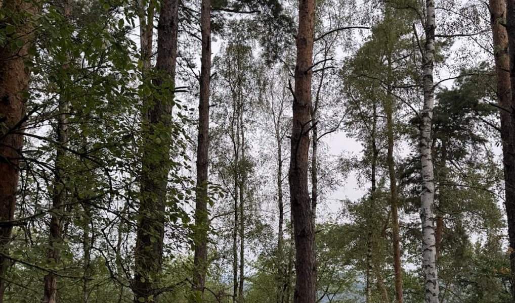 Prodej lesa 11 916 m², Kladruby – náhled fotky 4
