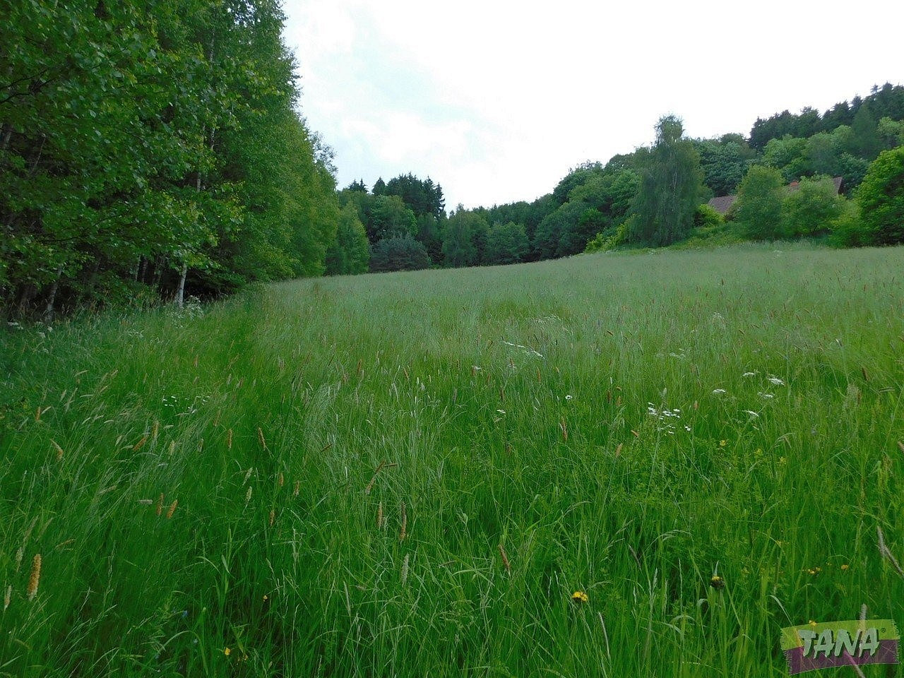 Prodej pozemky - trvalý travní porost, 12 565 m² - Semily – další