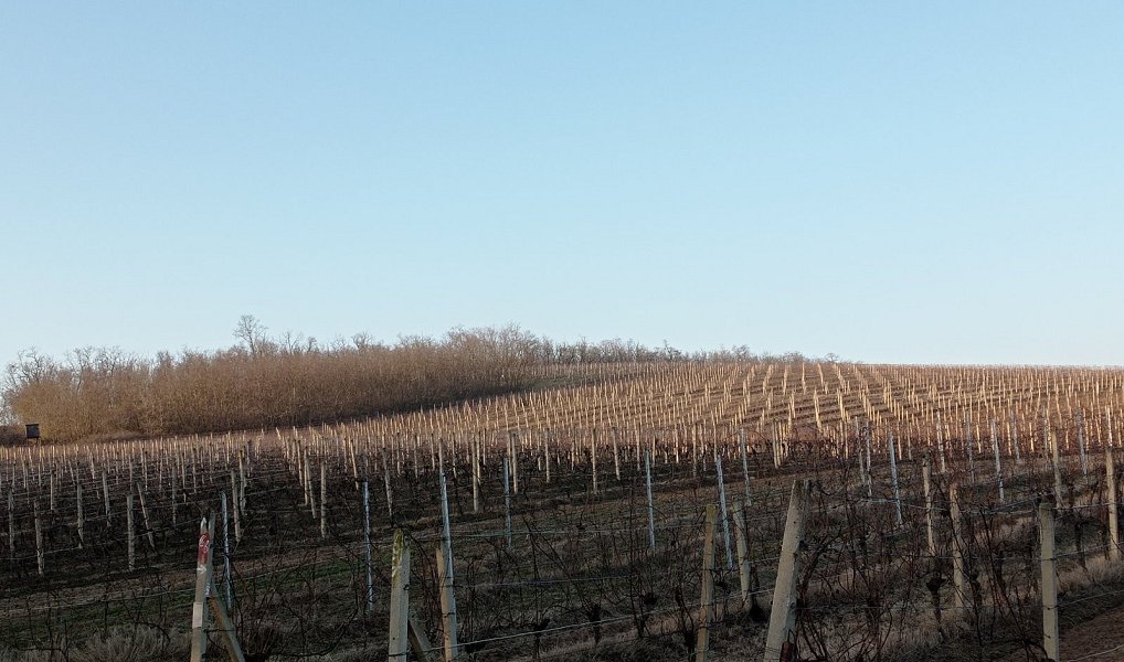 Prodej pozemku 10 093 m², Novosedly – náhled fotky 8