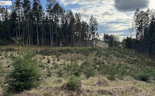 Prodej lesa 35 108 m², Pecka - Staňkov, okres Jičín