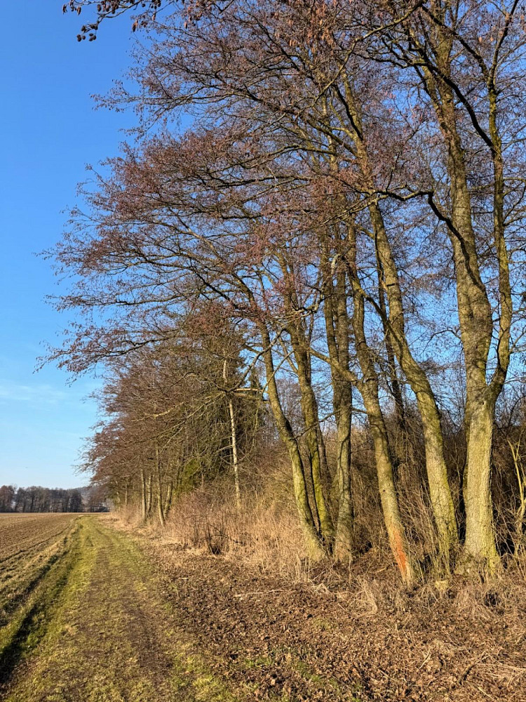 Prodej lesa 6 437 m²