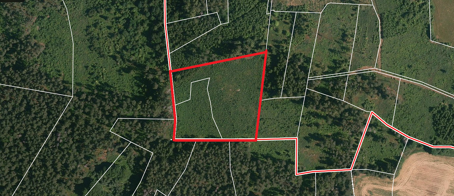 Prodej lesa 11 506 m² – fotografie 3
