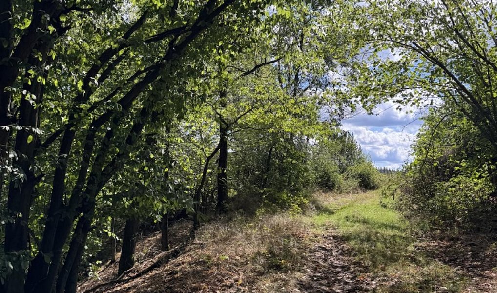 Prodej lesa 10 739 m², Vlkančice – náhled fotky 5