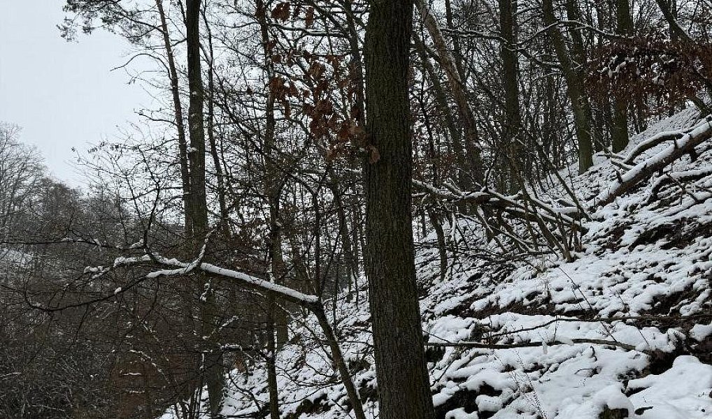 Prodej lesa 2 782 m², Drnovice – náhled fotky 3