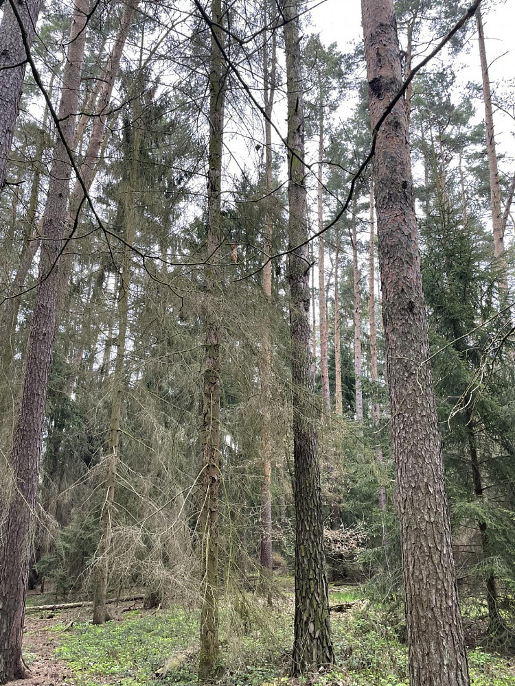 Prodej lesa 3 845 m² - Widok 6