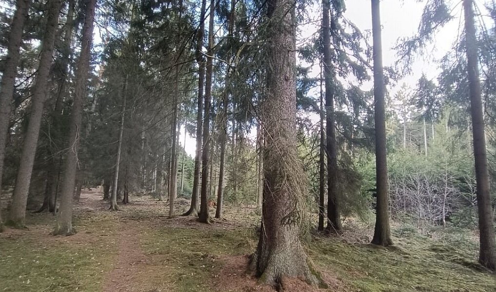 Prodej lesa 13 783 m², Srubec – náhled fotky 4