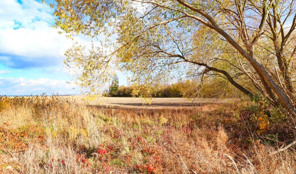 Prodej stavebního pozemku 1 575 m², Dašice – náhled fotky 10