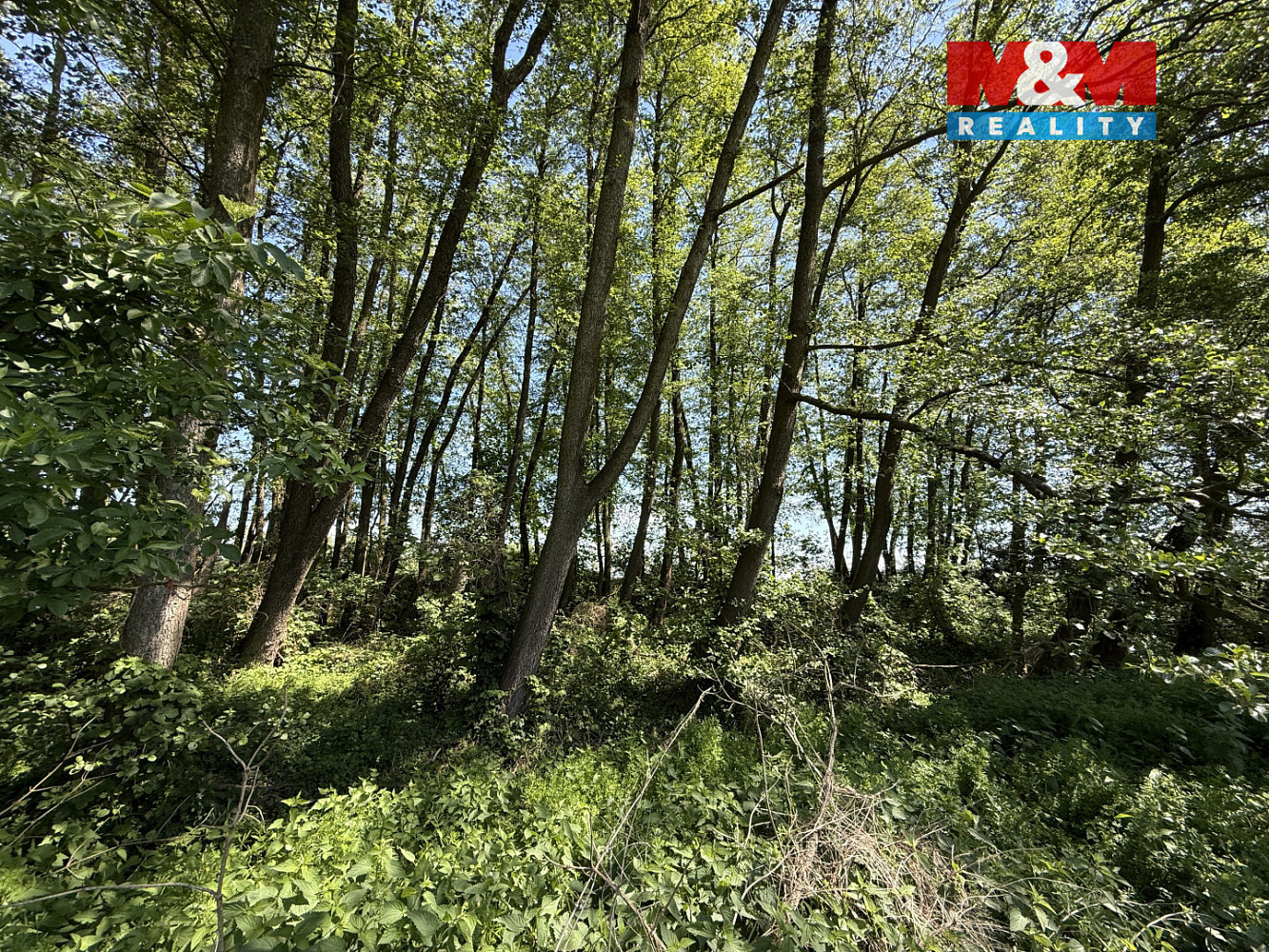 Prodej lesa 5 227 m² – fotografie 2