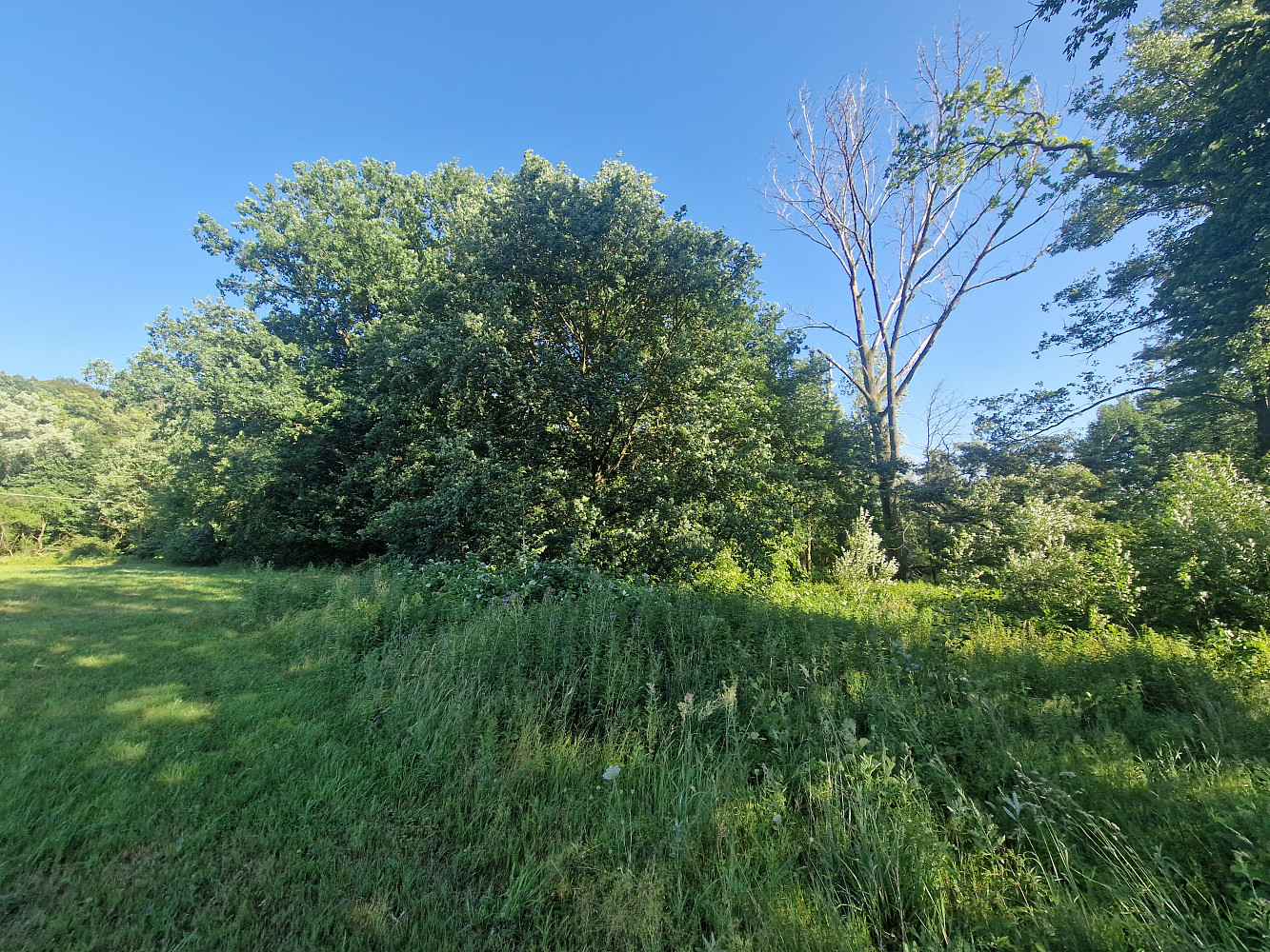 Prodej komerčního pozemku 6 038 m² – fotografie 5