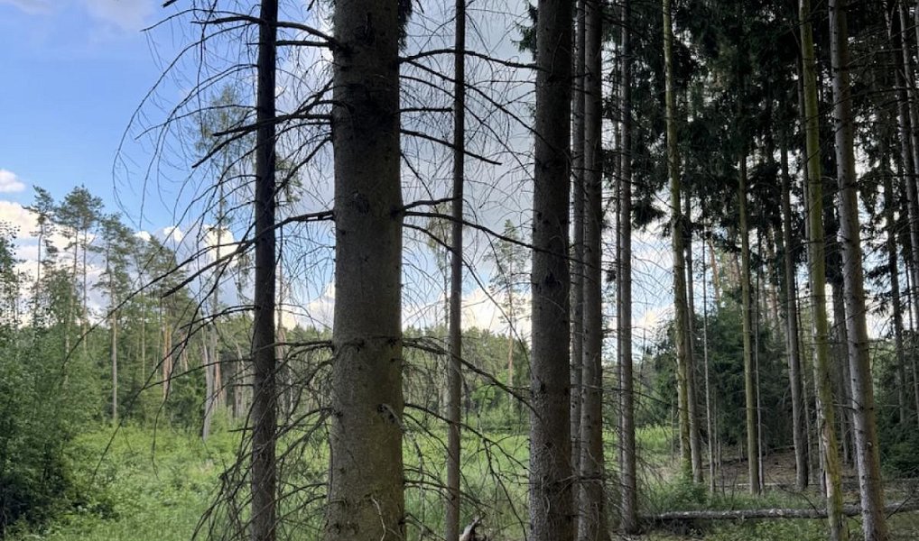 Prodej lesa, 15904 m², Plzeň-sever, Dolany