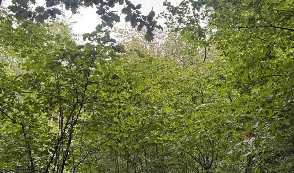 Prodej lesa 2 704 m², Bílina – náhled fotky 6