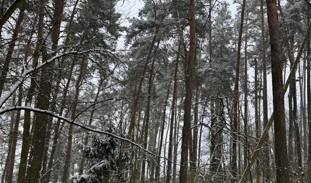 Prodej lesa 2 590 m², Nýřany – náhled fotky 7