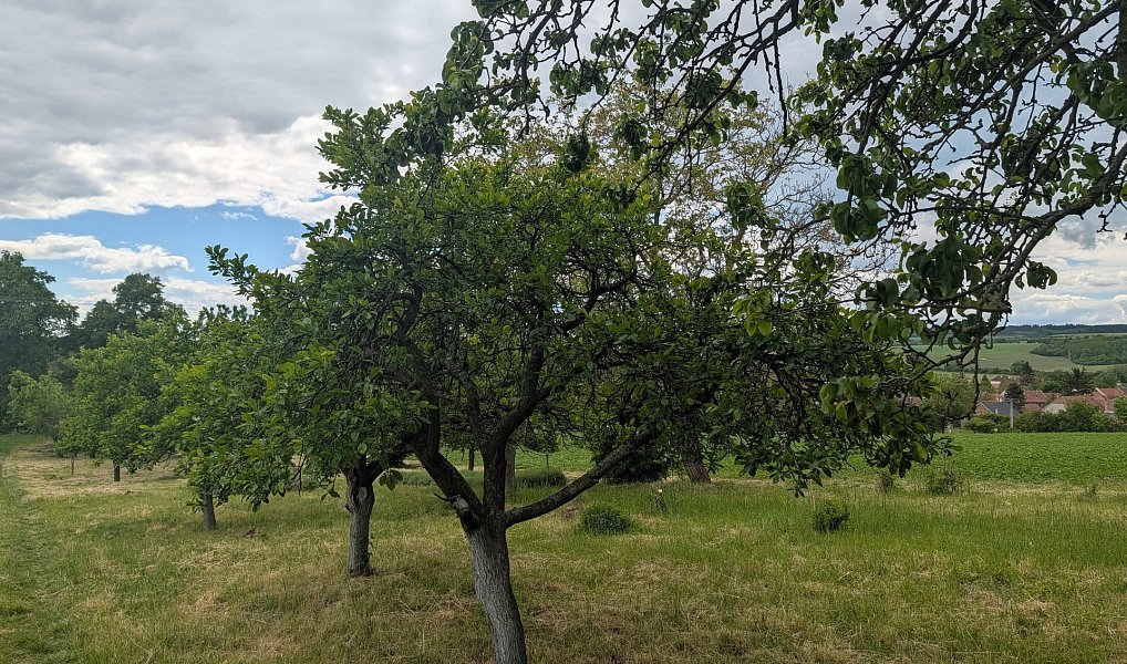 Prodej chaty/chalupy 35 m² s pozemkem 2 290 m², Želeč – náhled fotky 8
