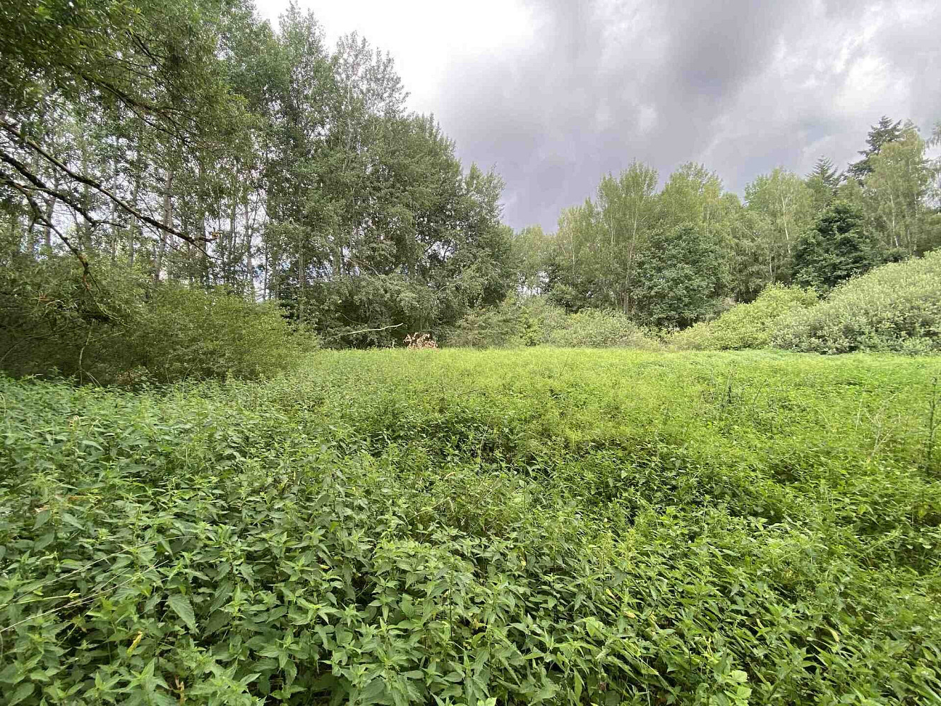 Prodej louky 6 751 m² – fotografie 2