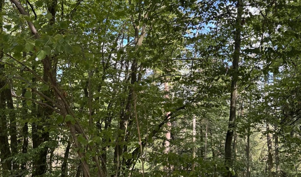 Prodej lesa 10 739 m², Vlkančice – náhled fotky 4
