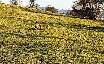 Prodej zahrady 4 837 m², Lačnov, okres Vsetín