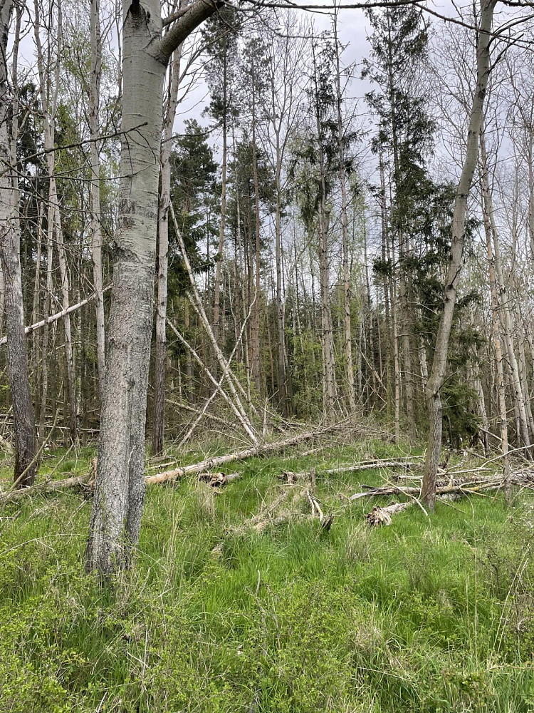 Prodej lesa 3 845 m² - Widok 3