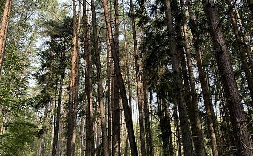 Prodej lesa 20 955 m², Hromnice, okres Plzeň-sever
