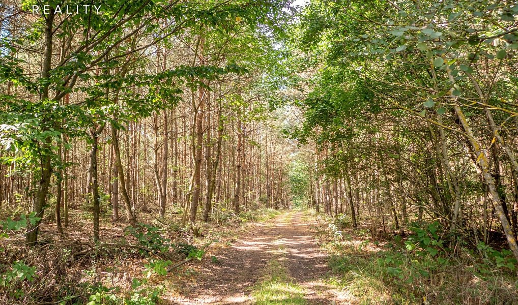 Prodej lesa 985 653 m², Žerčice – náhled fotky 20