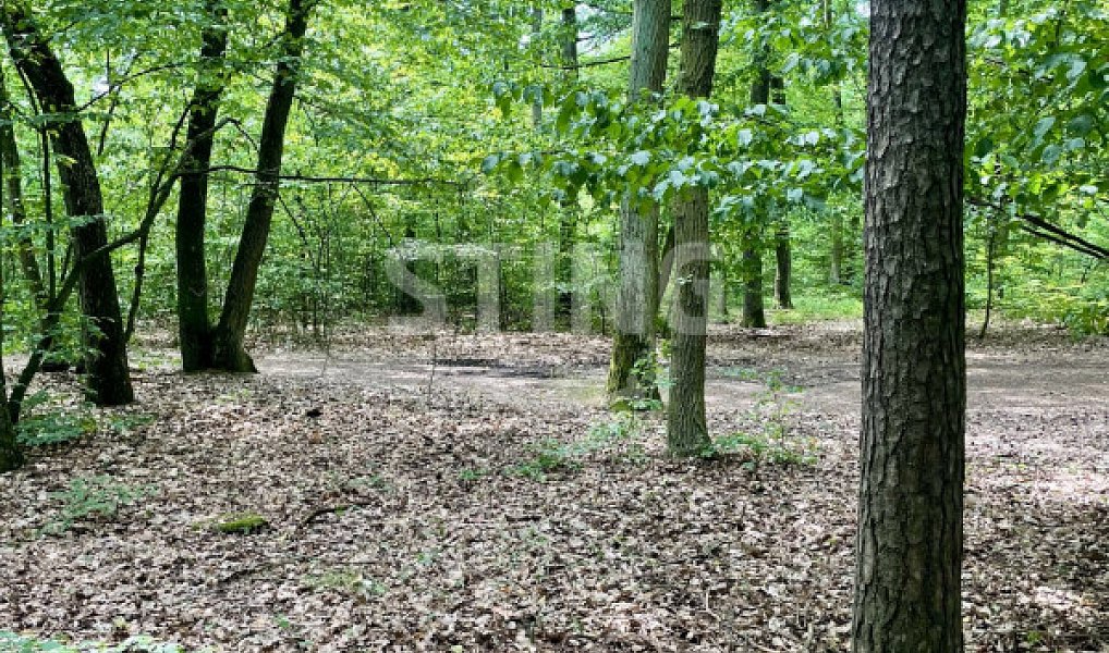 Prodej lesa 4 307 m², Brno – náhled fotky 2