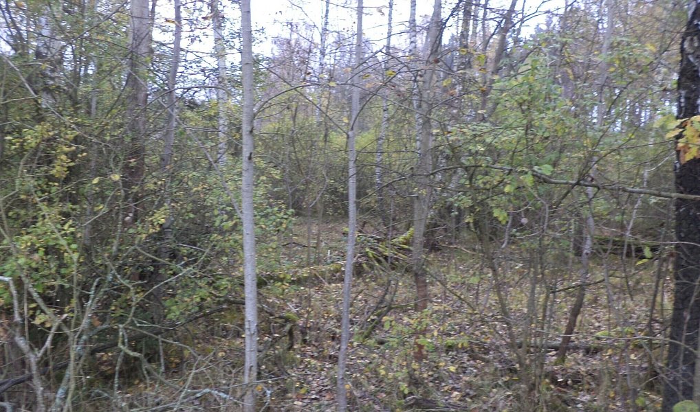 Prodej stavebního pozemku 2 391 m², Rozvadov – náhled fotky 2