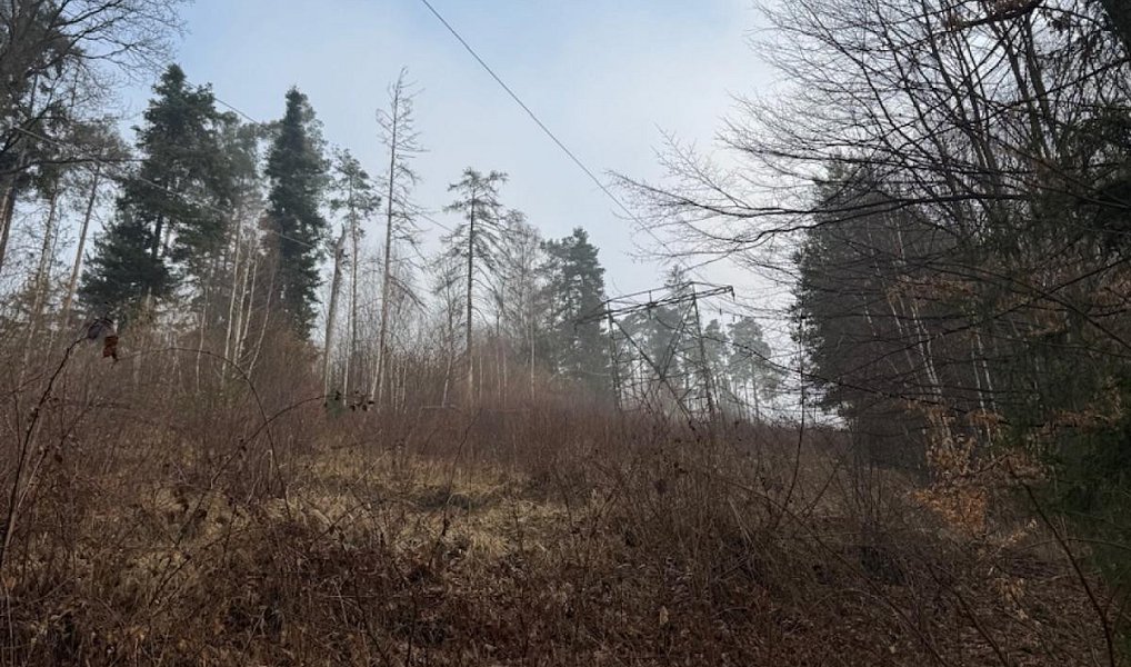 Prodej lesa 5 829 m², Malá Bystřice – náhled fotky 4