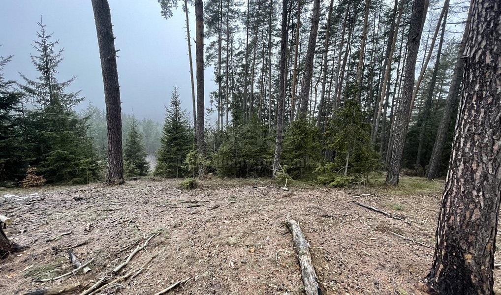 Prodej lesa 20 194 m², Pecka – náhled fotky 4