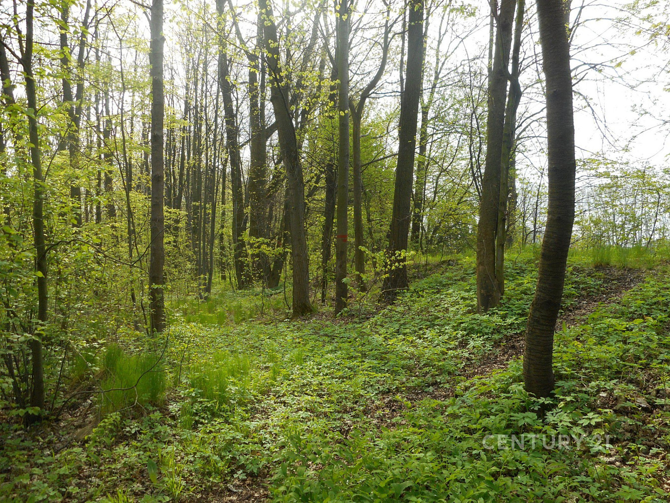 Prodej lesa 14 492 m²
