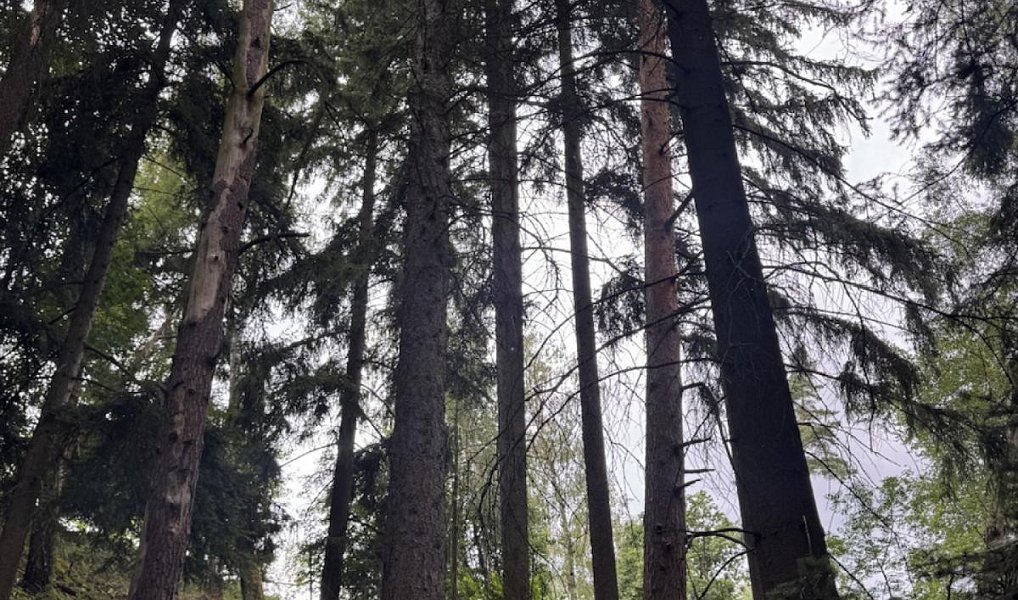 Prodej lesa 12 954 m², Všelibice – náhled fotky 5