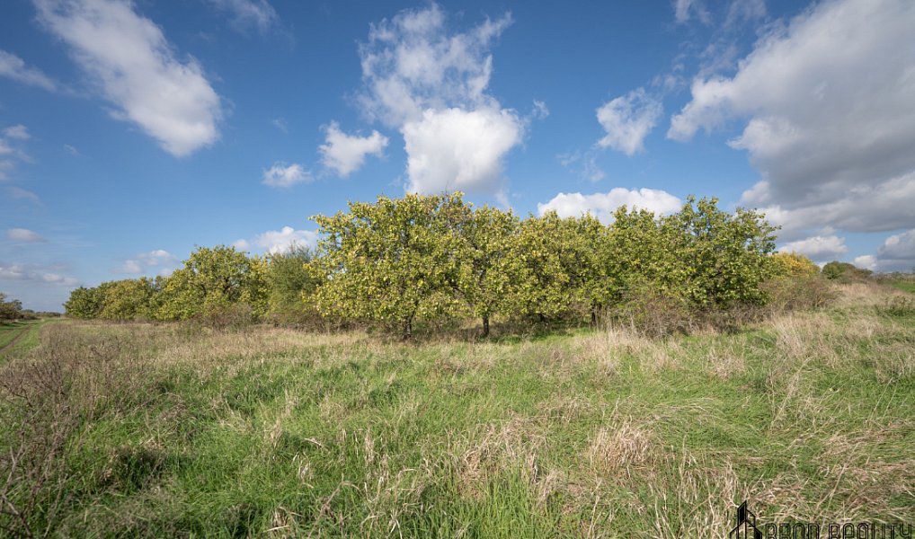 Prodej pozemku 14 896 m², Hustopeče – náhled fotky 4