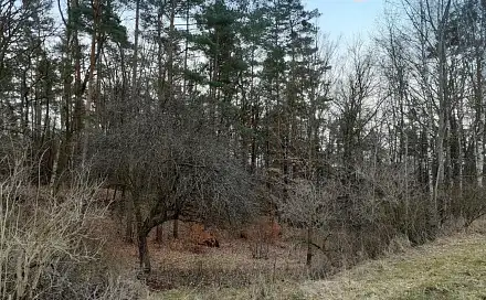 Prodej zahrady 1 453 m², Provodín, okres Česká Lípa