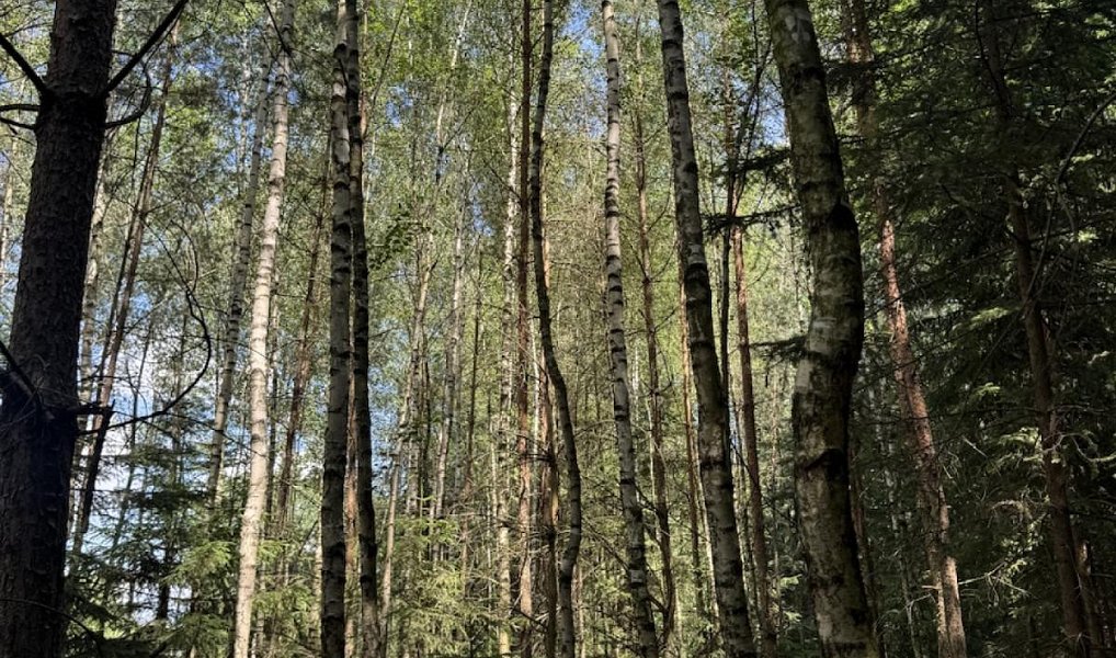 Prodej lesa 12 979 m², Druztová – náhled fotky 5