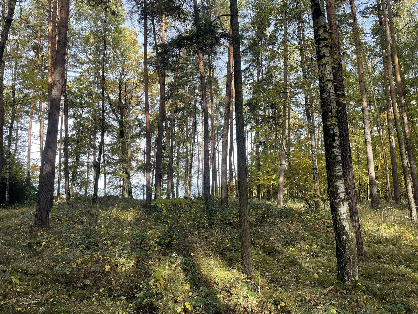 Prodej lesa 21 899 m² – fotografie 2