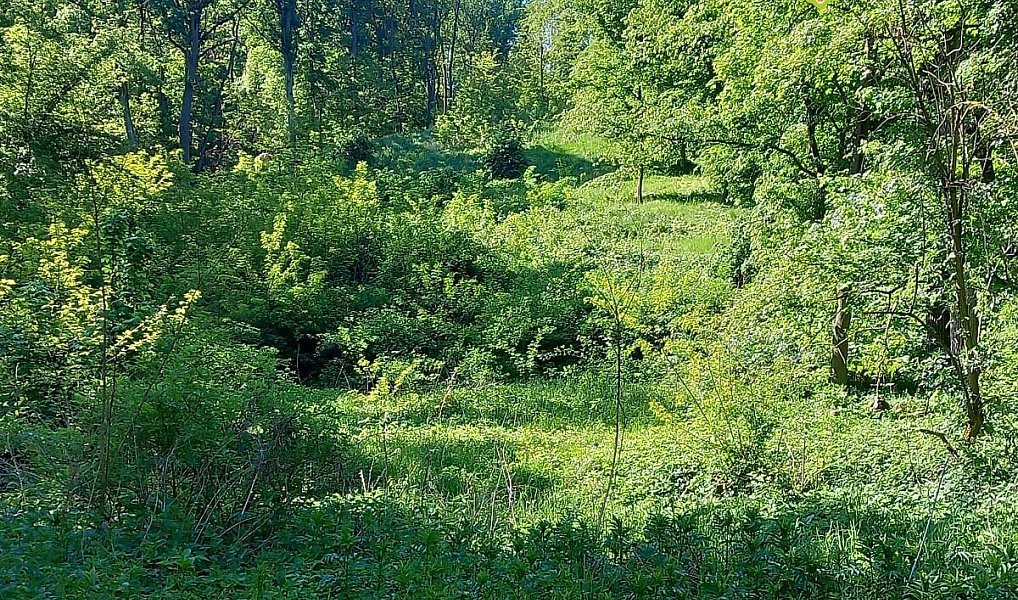 Prodej lesa 6 415 m², Diváky – náhled fotky 3