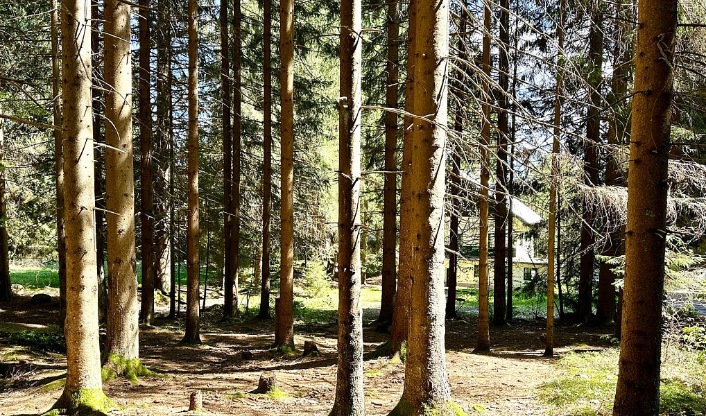 Prodej domu 400 m² s pozemkem 15 757 m², Železná Ruda – náhled fotky 25