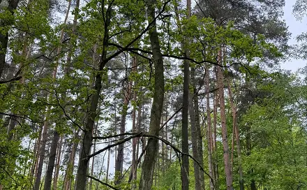 Prodej lesa 2 912 m², Třebechovice pod Orebem - Rumburk 2-Horní Jindřichov