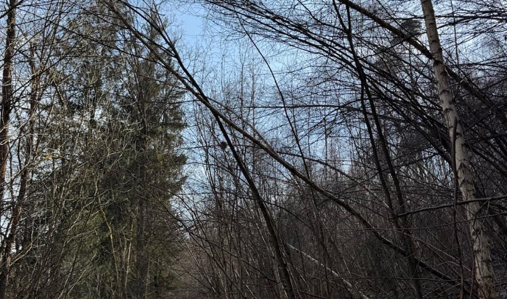 Prodej pozemku 23 891 m², Louňovice pod Blaníkem – náhled fotky 14