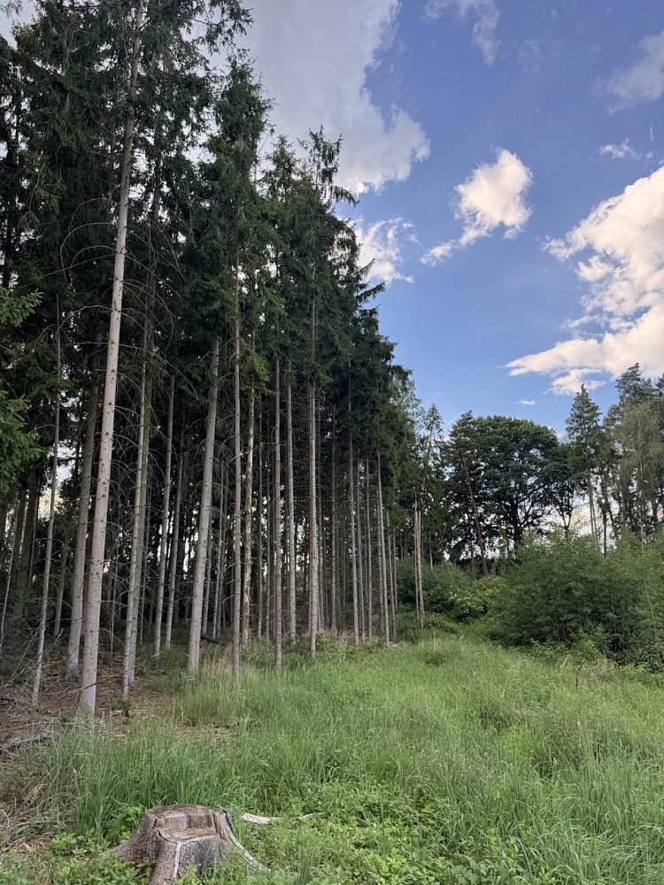 Prodej lesa 7 955 m²