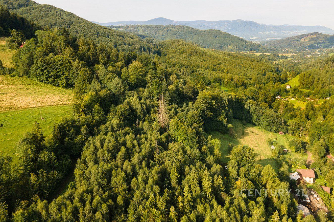 Prodej lesa 20 558 m² – fotografie 3