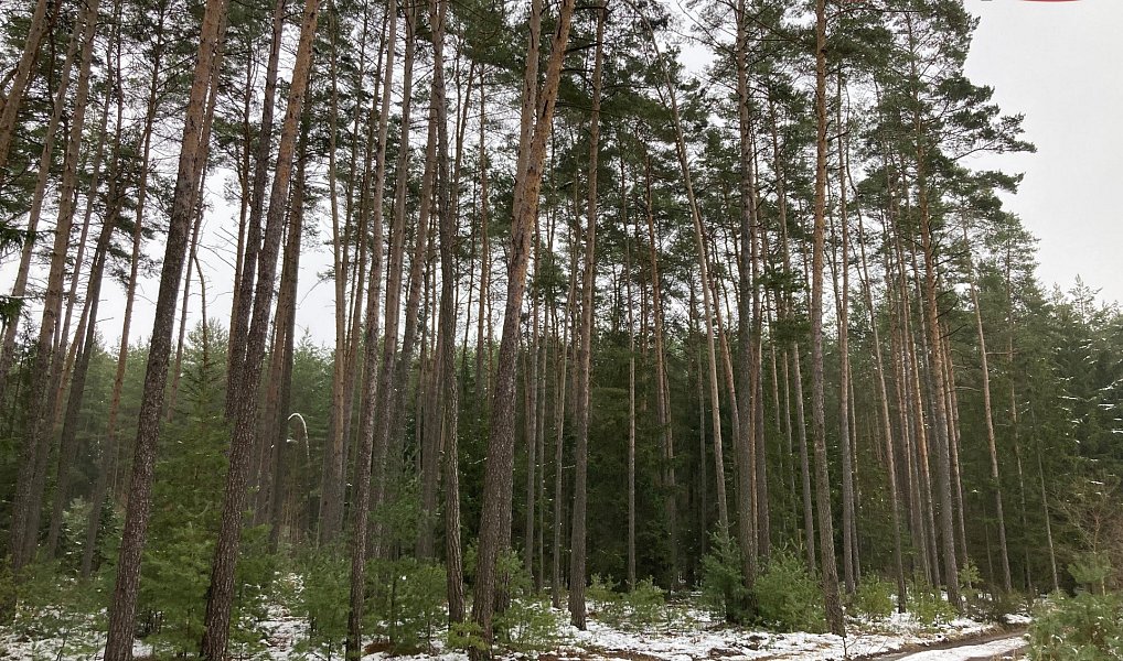 Prodej lesa 162 122 m², Plužná – náhled fotky 5
