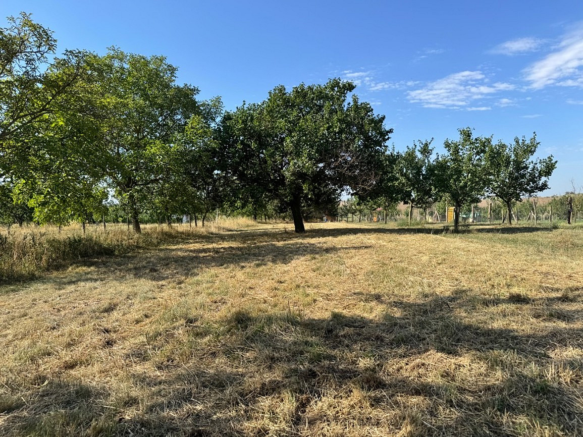 Prodej pole 3 478 m² – fotografie 4