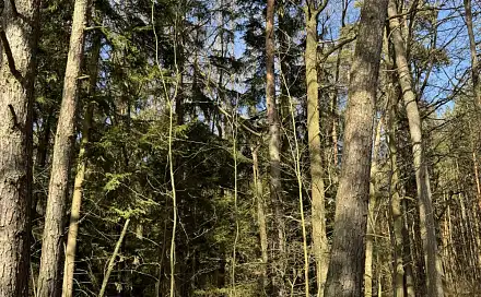 Prodej lesa 3 495 m², Vlastiboř - Nýřany