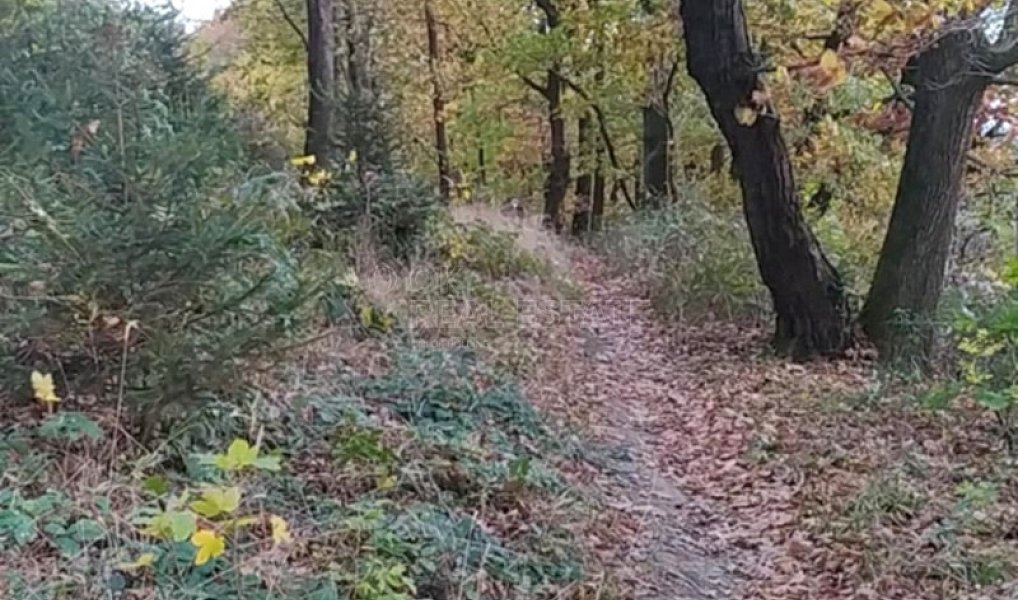 Prodej zahrady 3 492 m², Přílepy – náhled fotky 9