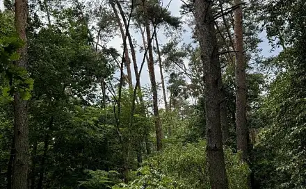 Prodej lesa 4 203 m², Kojice - Dolní Bělá