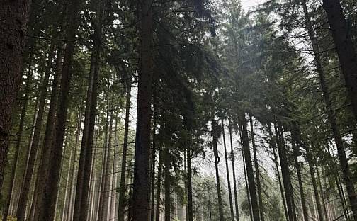 Prodej lesa 2 230 m², Nicov, okres Prachatice