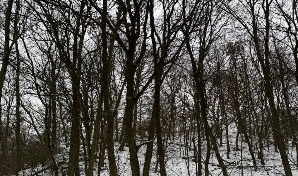 Prodej lesa 20 326 m², Chotiměř – náhled fotky 4